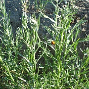 artemisia palmeri